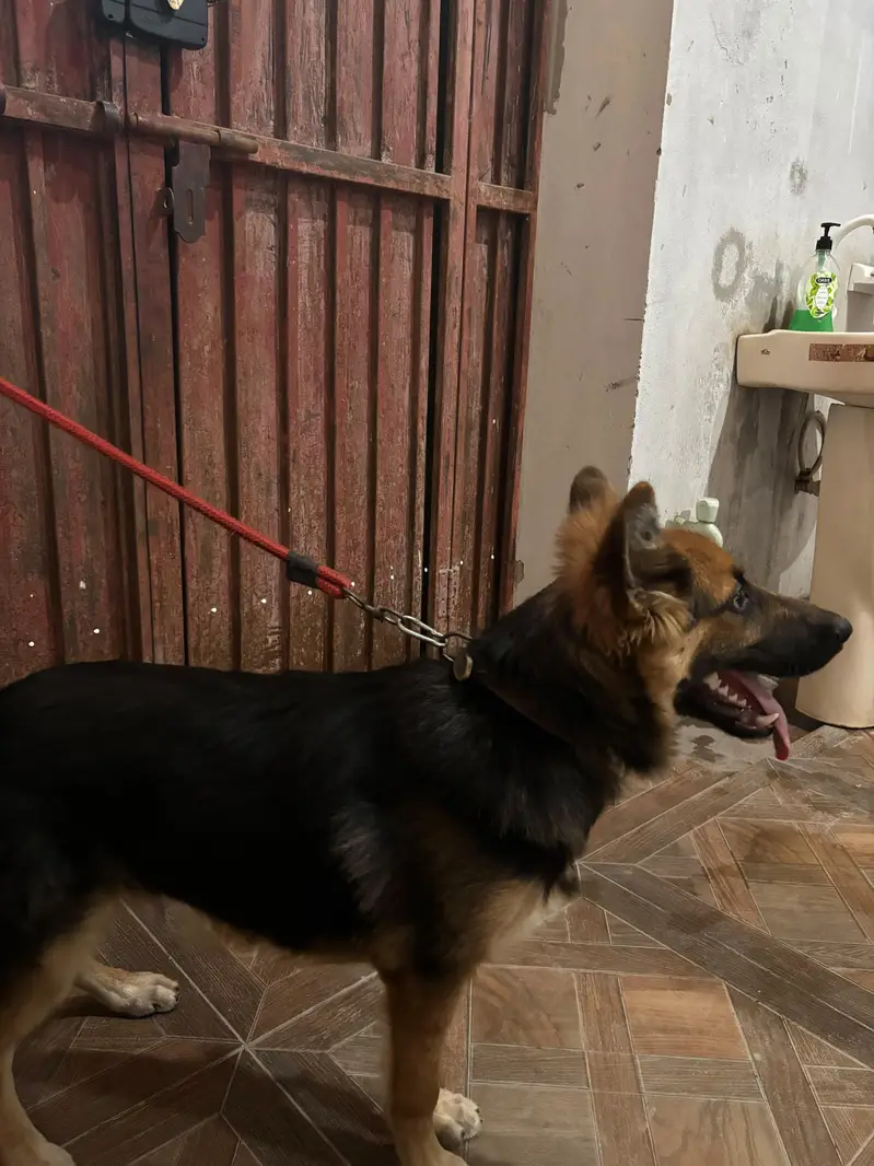 German Alsession Male Dog Puppy For Sale Healthy Active Black and Tann — photo 5