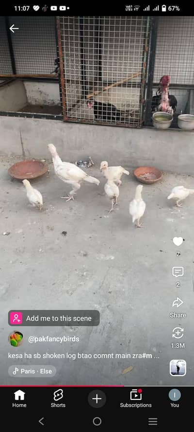bateir pairs for sale