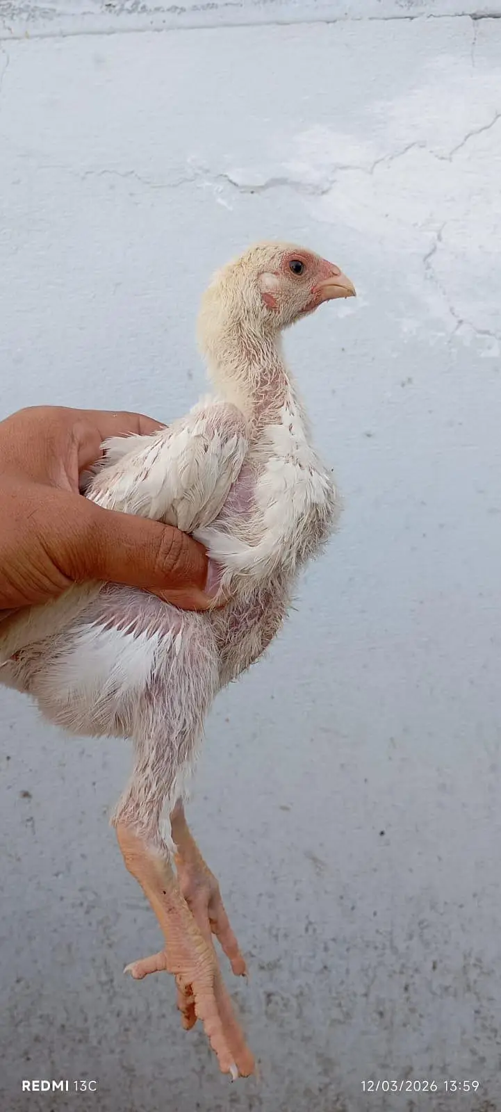 Shamo Chicks — photo 2