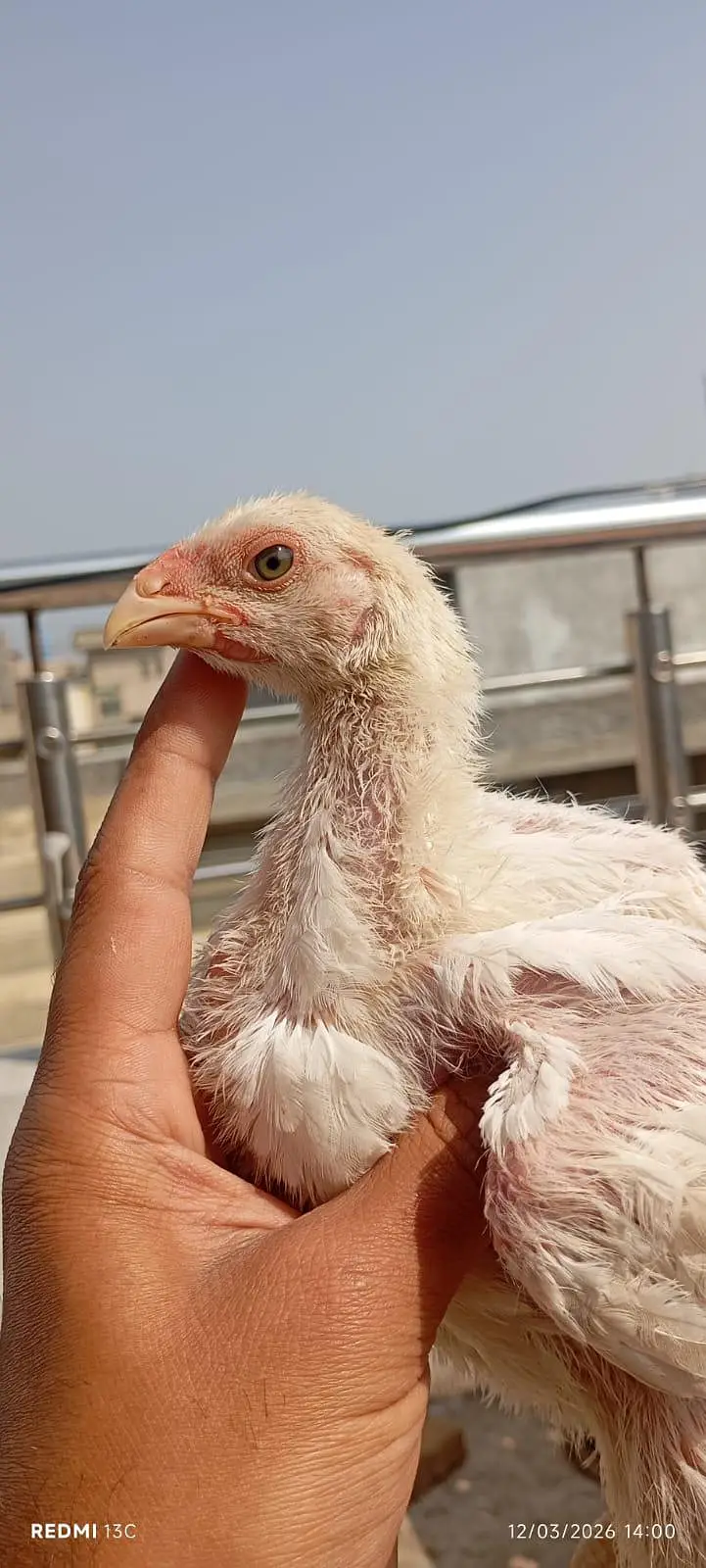 Shamo Chicks — photo 4