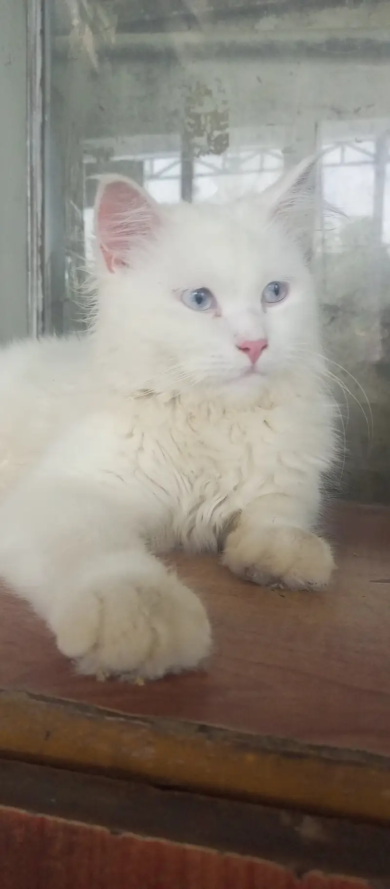 Persian Doll Face — photo 3