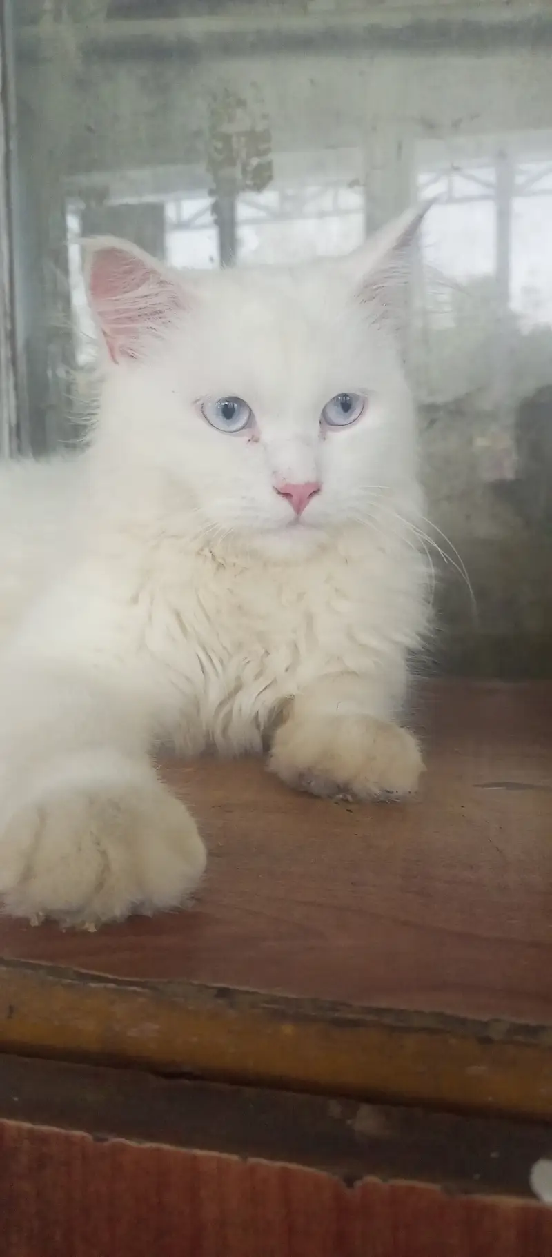 Persian Doll Face — photo 4