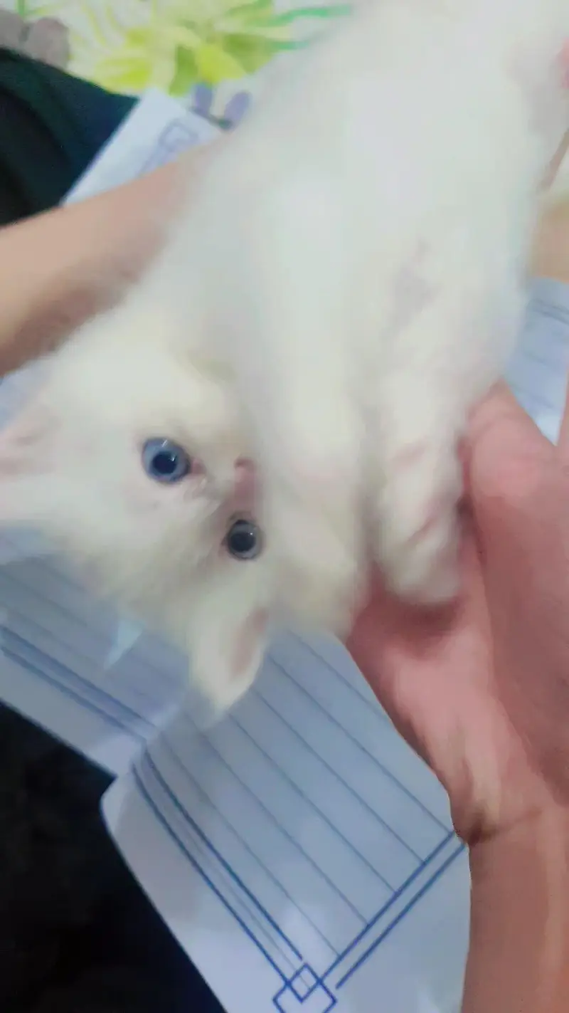 Persian kittens pair for sale — photo 2