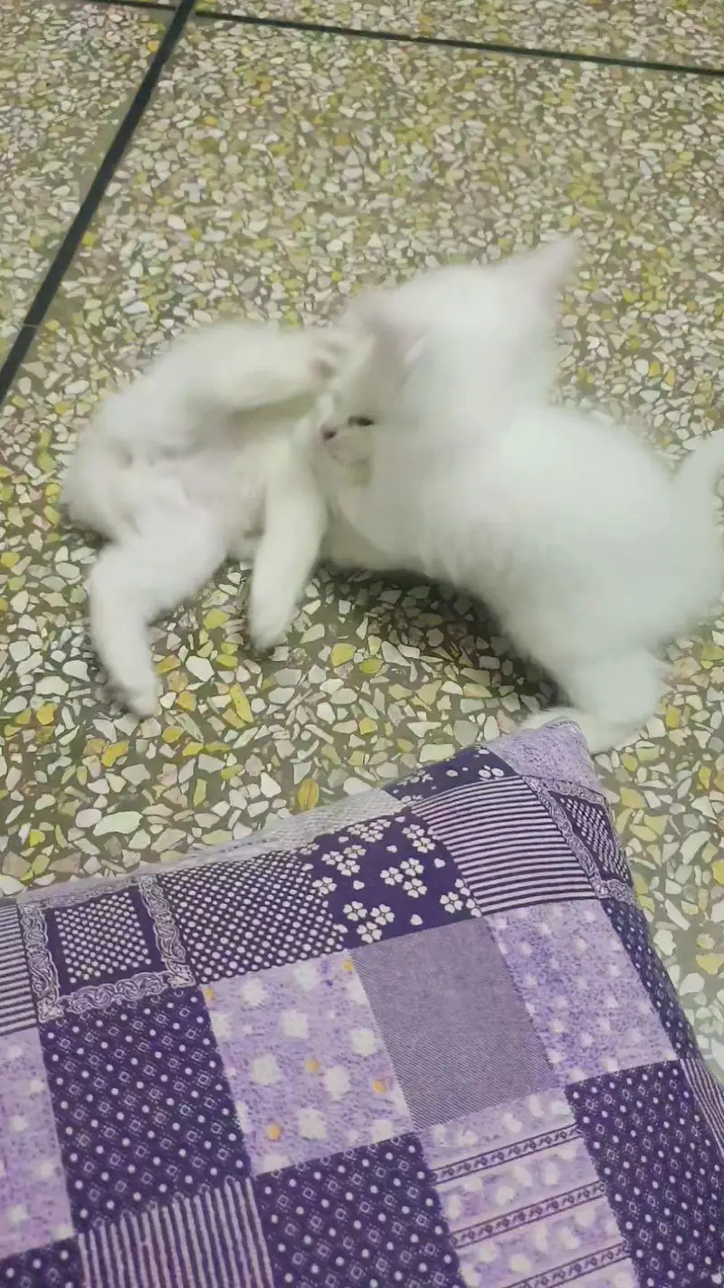 Persian kittens pair for sale — photo 3