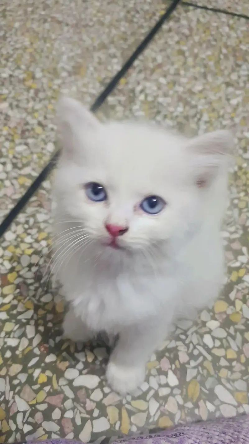 Persian kittens pair for sale — photo 4