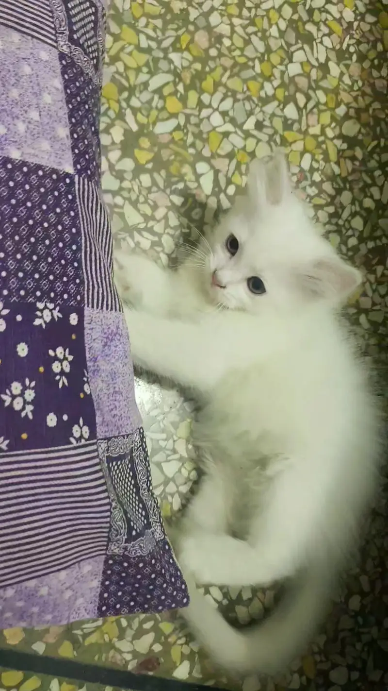 Persian kittens pair for sale — photo 5
