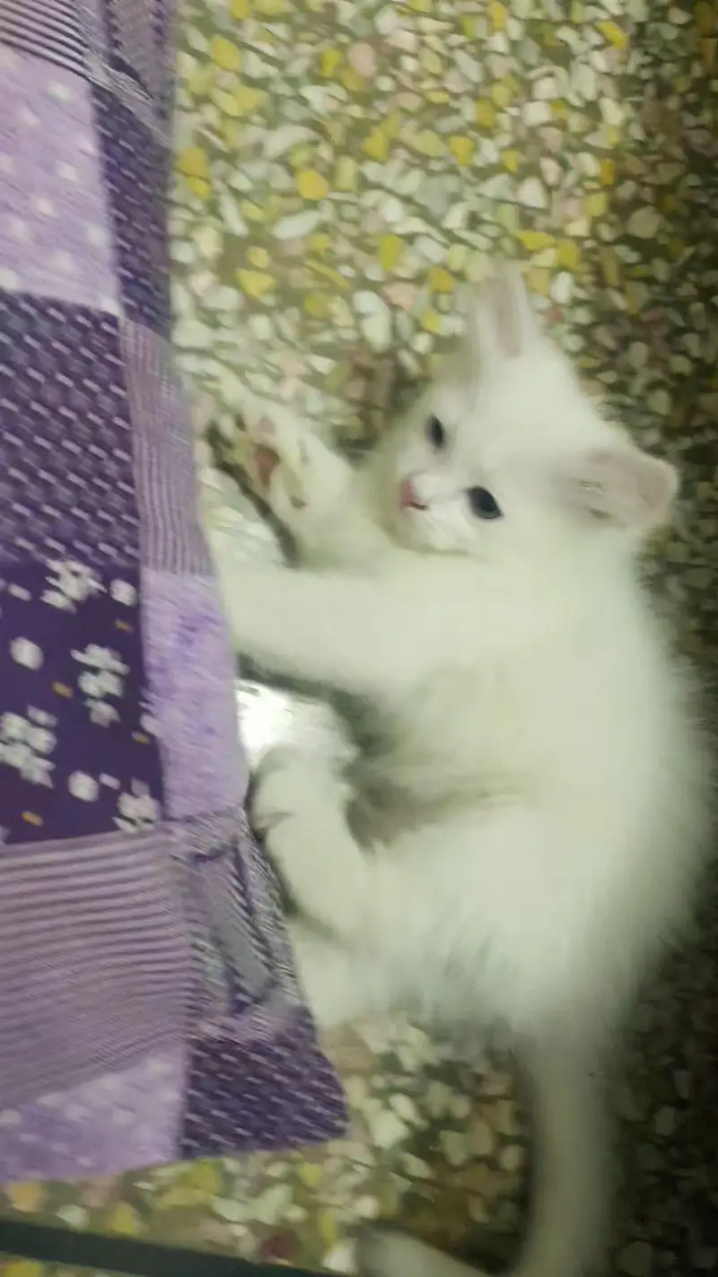 Persian kittens pair for sale — photo 6