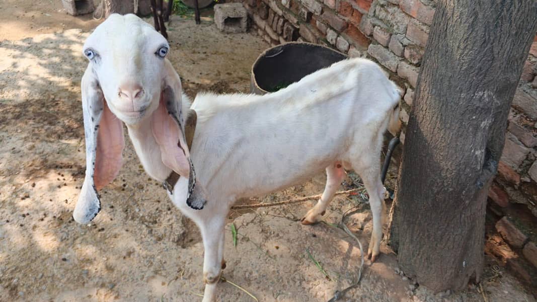 white bakra 1