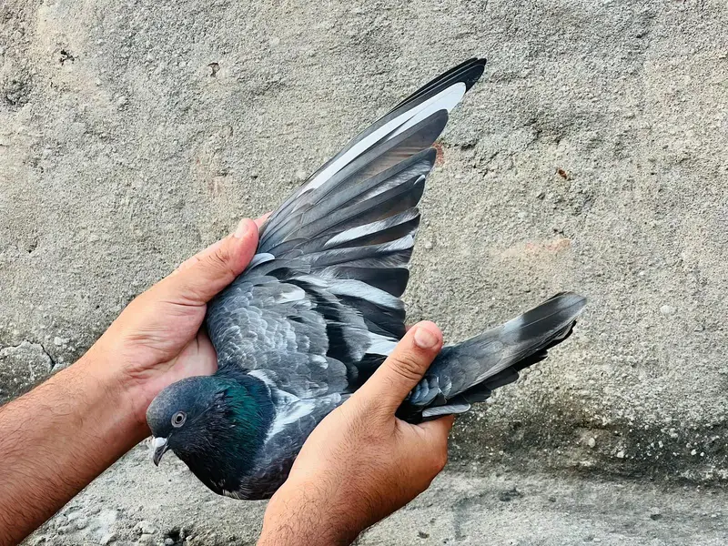 Ferozpuri Male For Sale — photo 2
