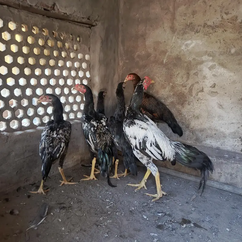 mianwali pair — photo 2