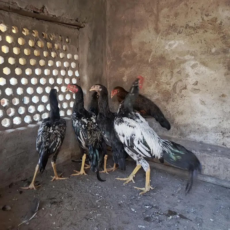 mianwali pair — photo 3
