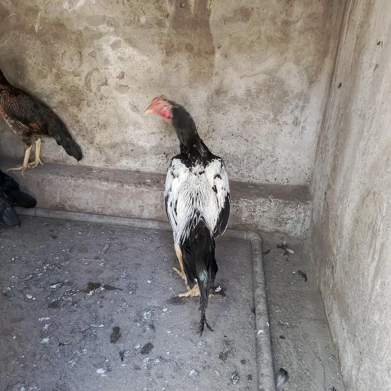 mianwali pair — photo 4