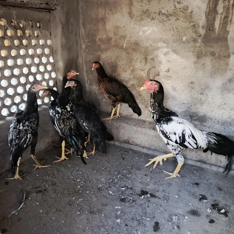 mianwali pair — photo 5