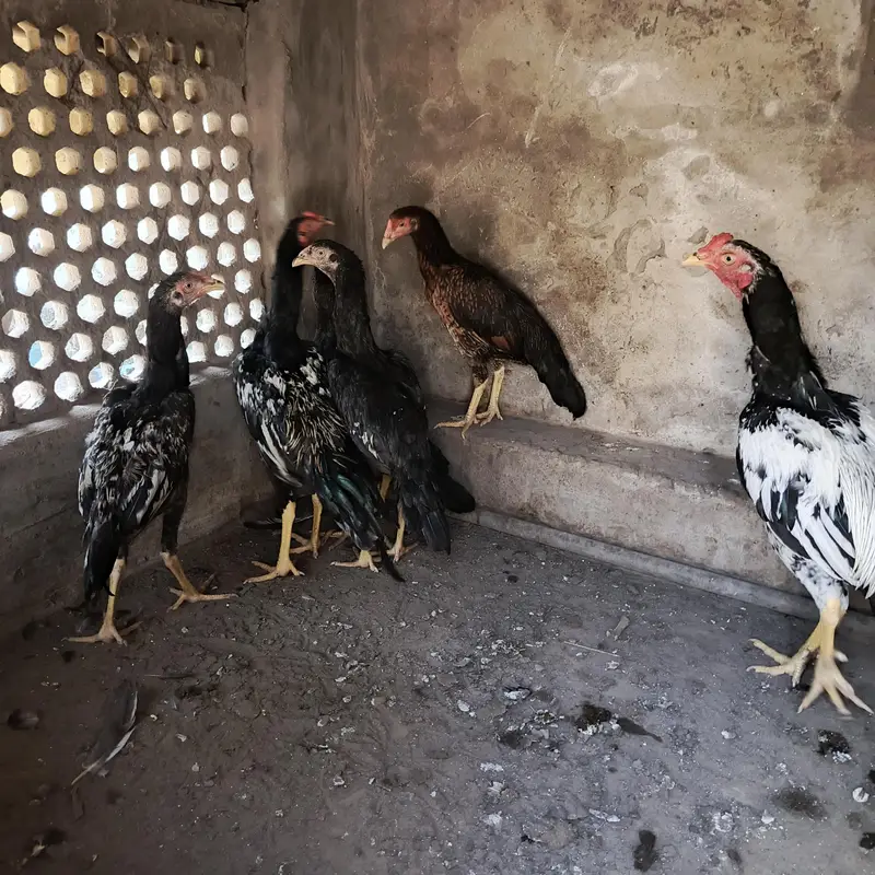 mianwali pair — photo 6