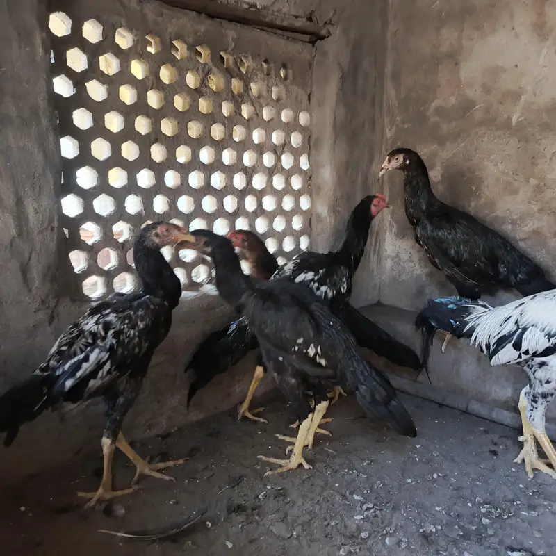 mianwali pair — photo 7