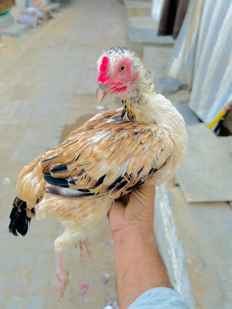 Aseel beautiful jawa hen — photo 2