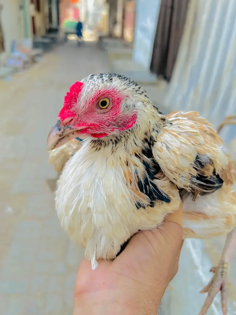 Aseel beautiful jawa hen — photo 3