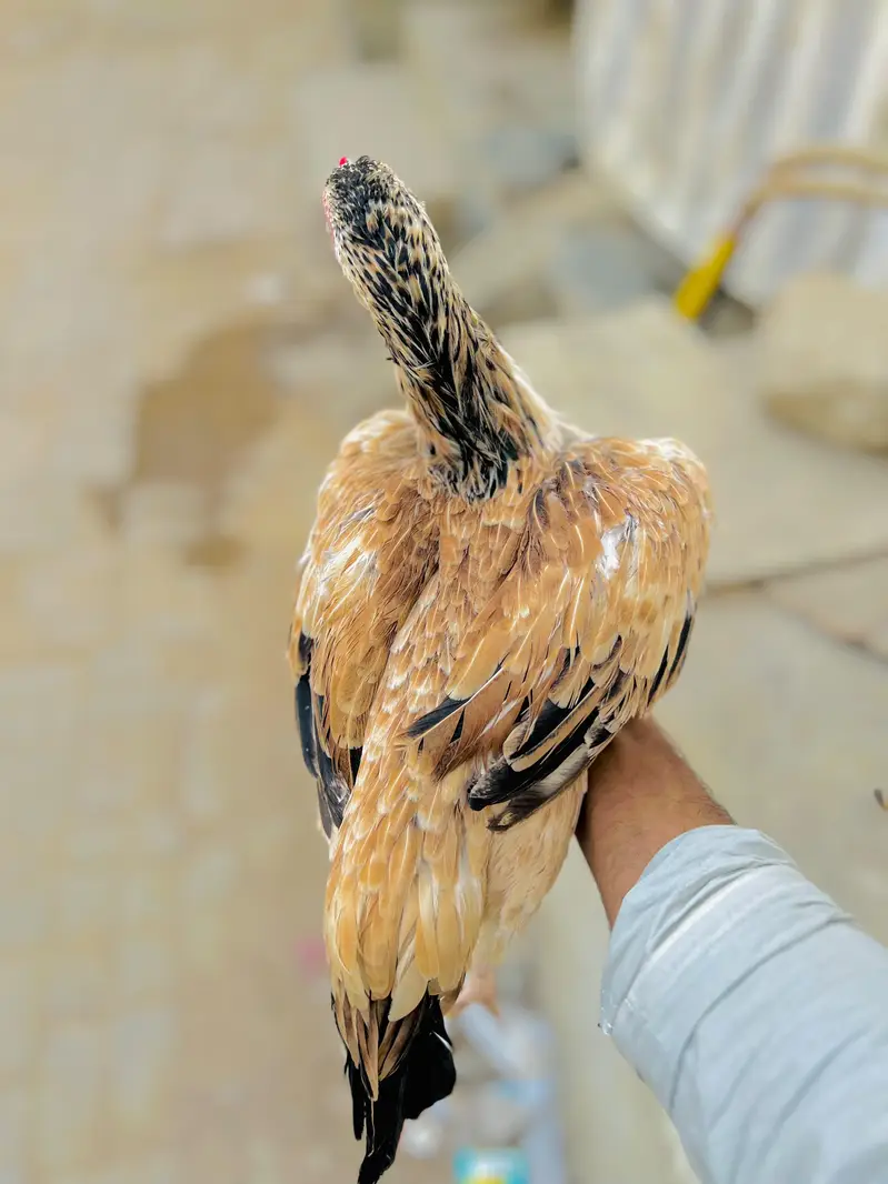Aseel beautiful jawa hen — photo 4