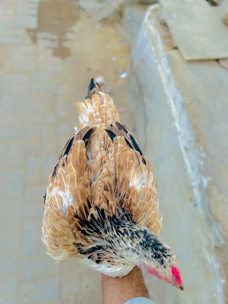 Aseel beautiful jawa hen — photo 5