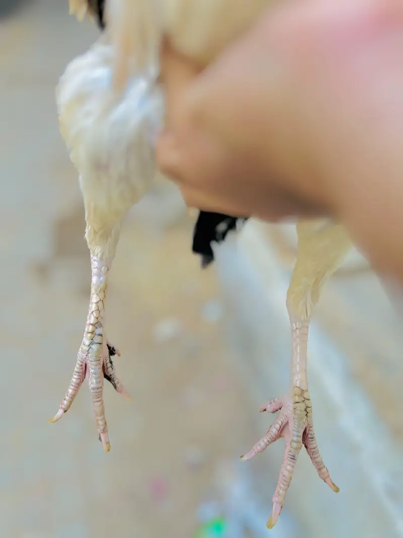 Aseel beautiful jawa hen — photo 6