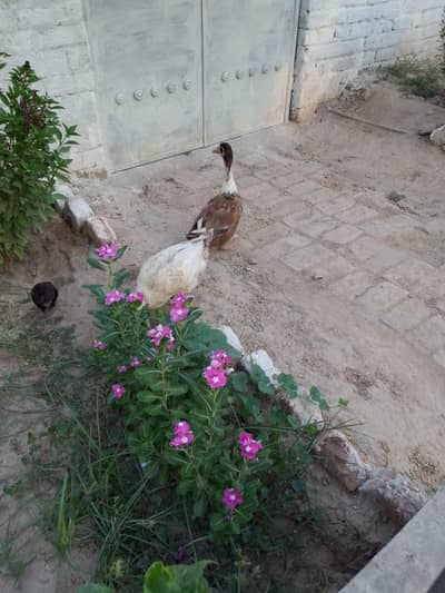 Duck pair