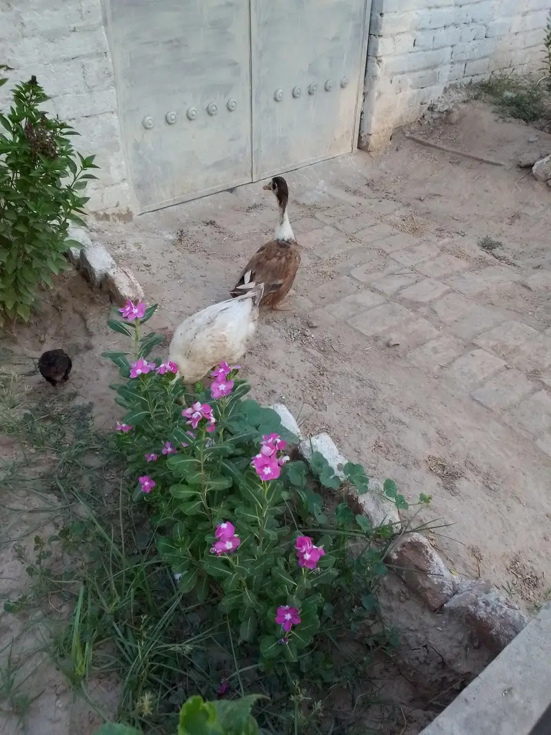 Duck pair