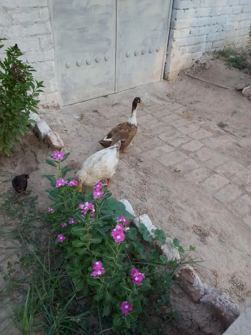 Duck pair — photo 2