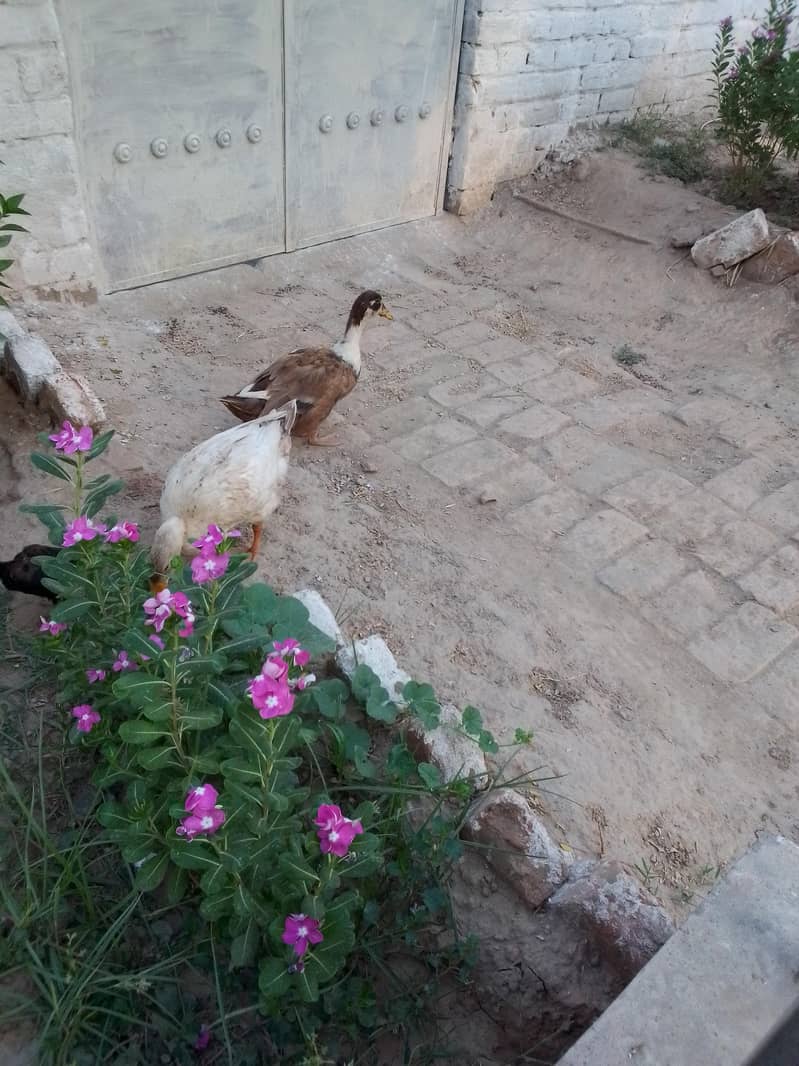 Duck pair 2