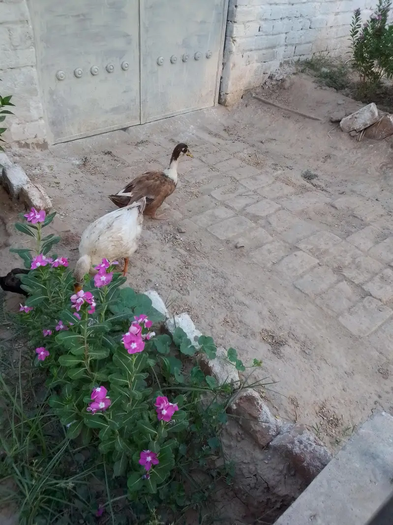 Duck pair — photo 3