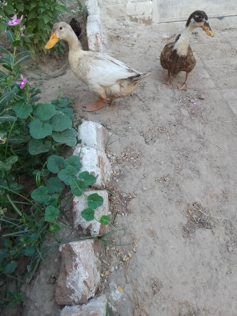 Duck pair 3