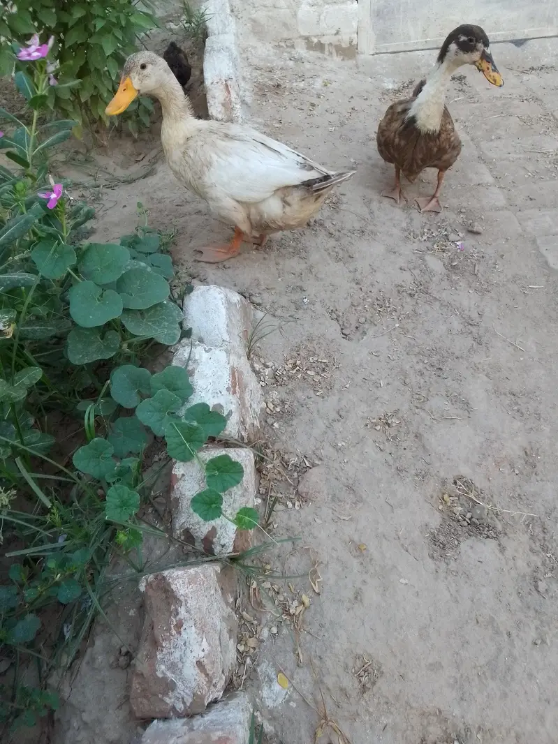 Duck pair — photo 4