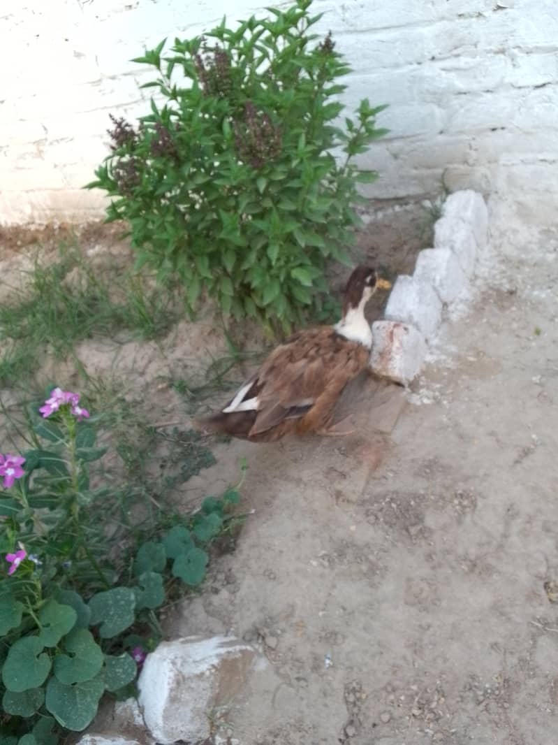 Duck pair 4