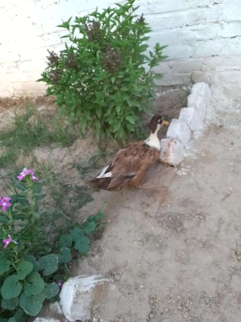 Duck pair — photo 5