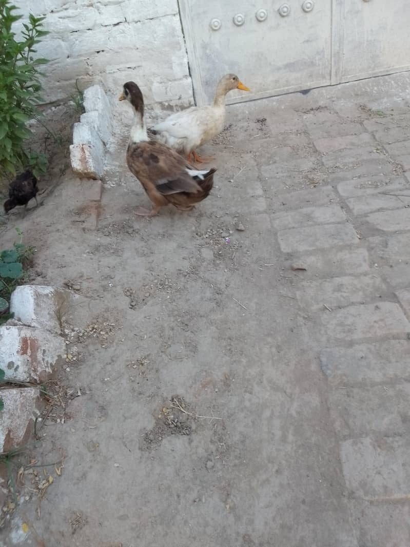 Duck pair 5