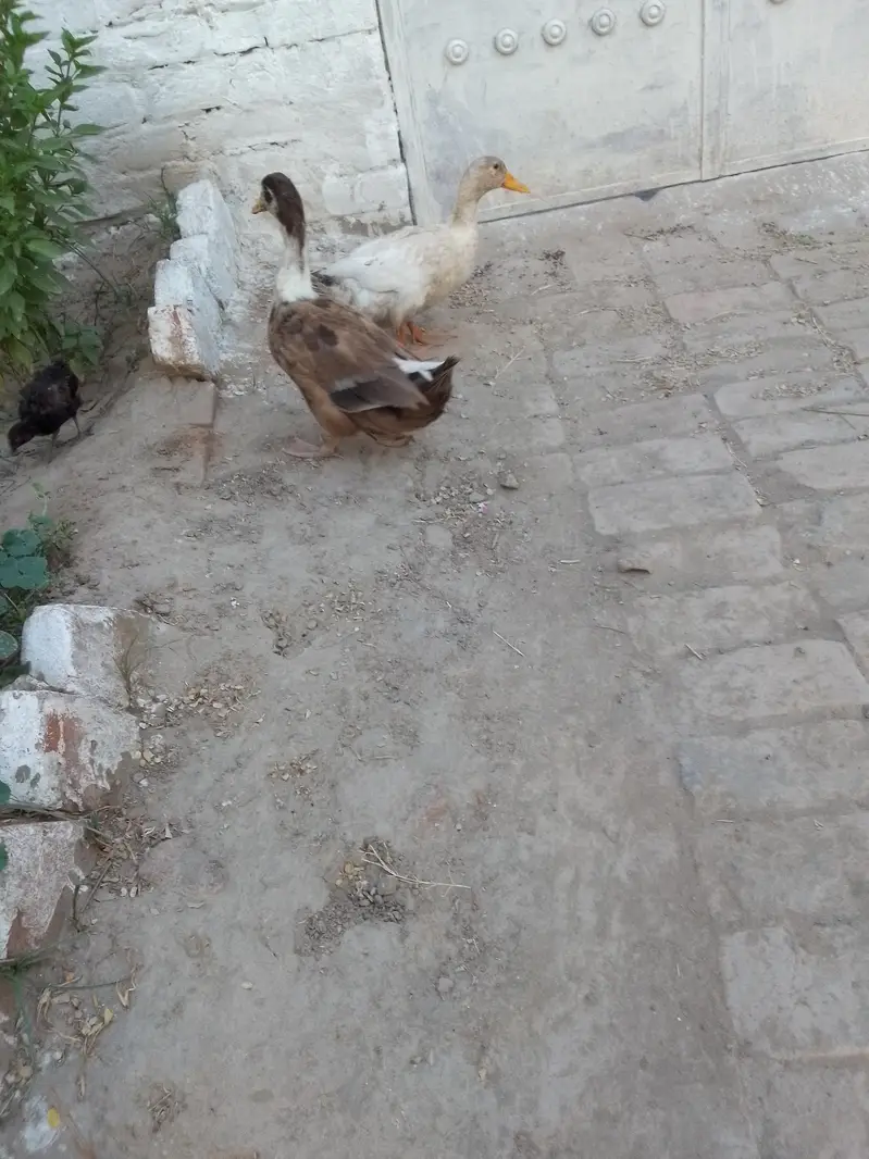 Duck pair — photo 6