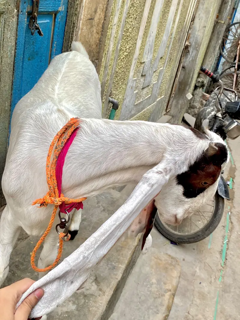 کاموری نسل کی خوبصورت بکری | 2 دانت | 65,000 ڈیمانڈ — photo 8