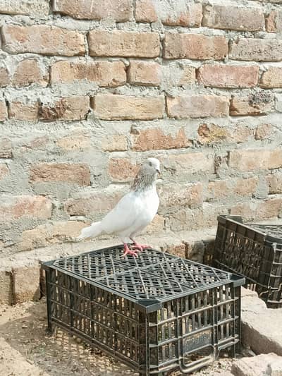 Breeder pair for sale Lakhi madi+Sialkoti nar