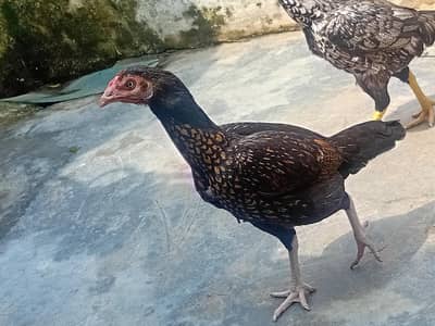4 Pure Quality Adult Aseel Murgiyan / Active Breeder Setup
