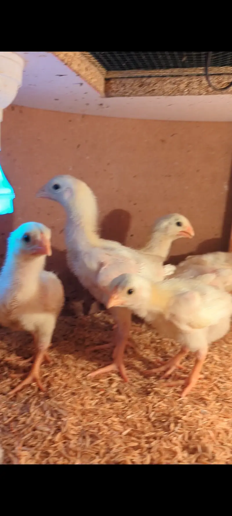 WHITE KING OH SHAMO CHICKS FOR SALE — photo 2