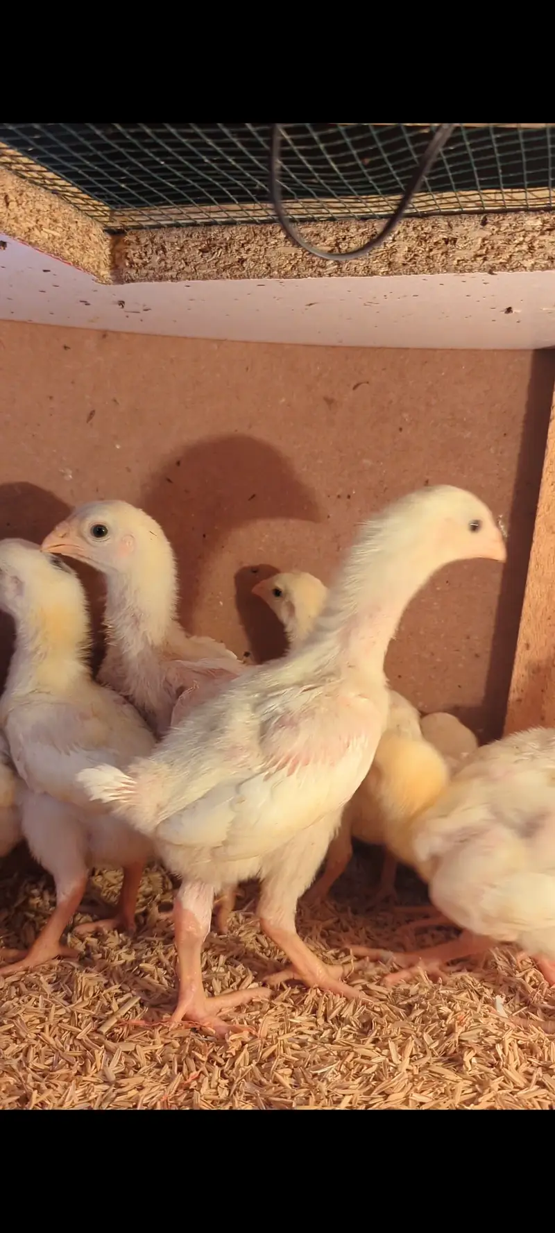 WHITE KING OH SHAMO CHICKS FOR SALE — photo 3