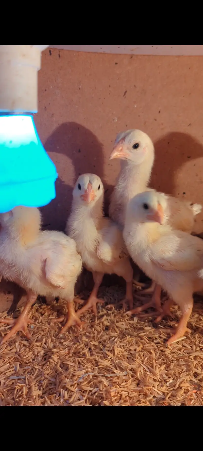 WHITE KING OH SHAMO CHICKS FOR SALE — photo 4