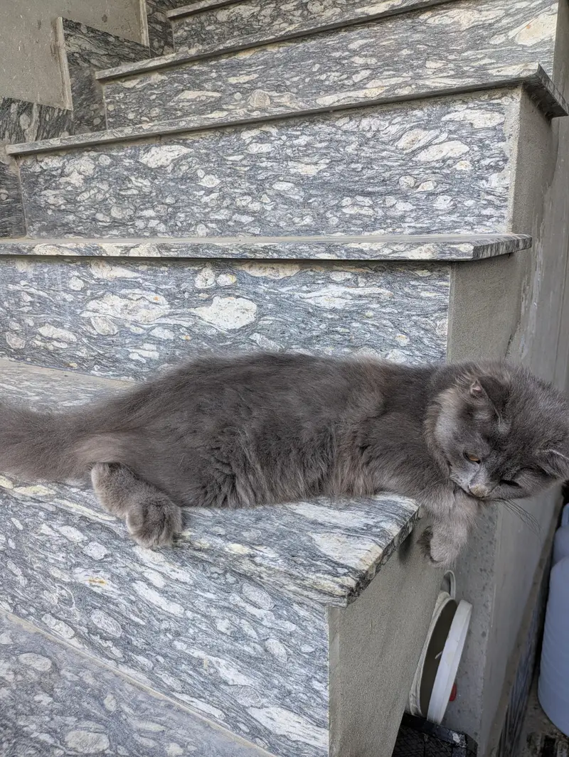 Adopt Persian Triple Coated Kittens Vacinated Litter train 03254240227 — photo 4