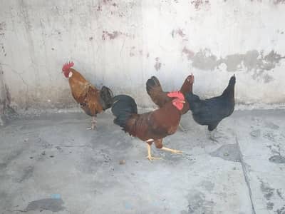 hens 4