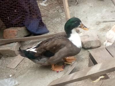 Ducks Breeder pair for S@le