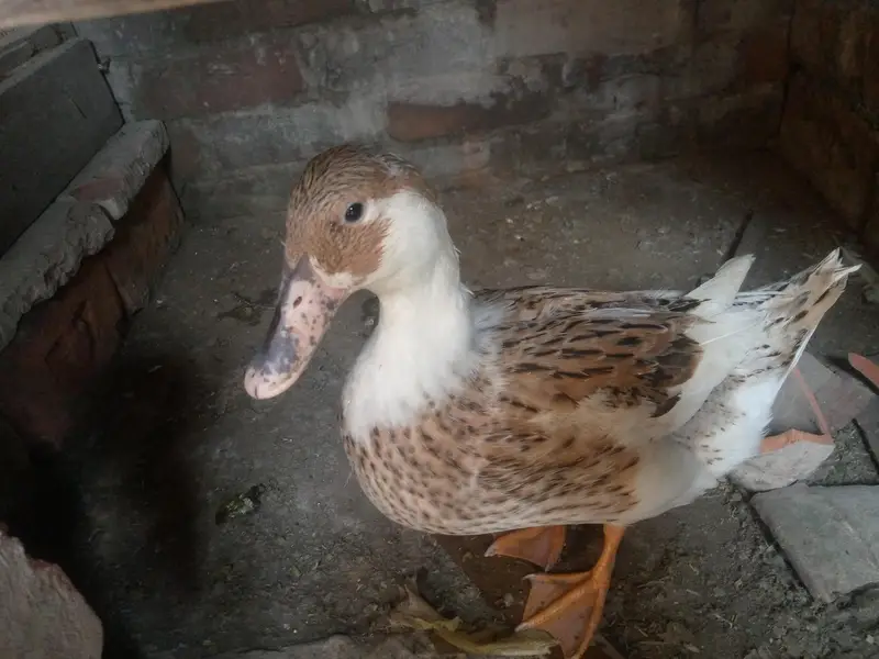 Ducks Breeder pair for S@le — photo 2