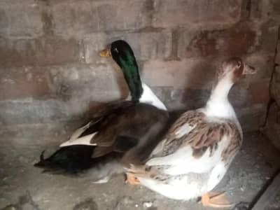 Ducks Breeder pair for S@le