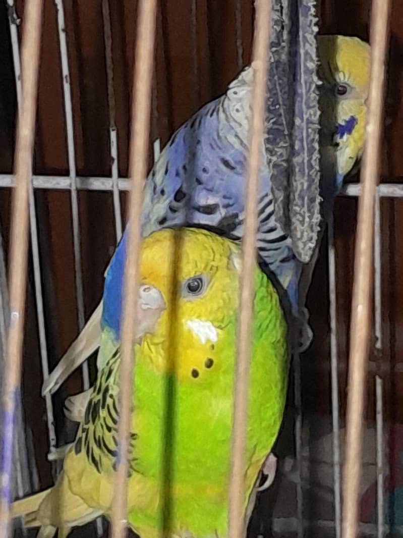 Breedar pair 0