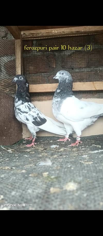 top quality pair healthy and active