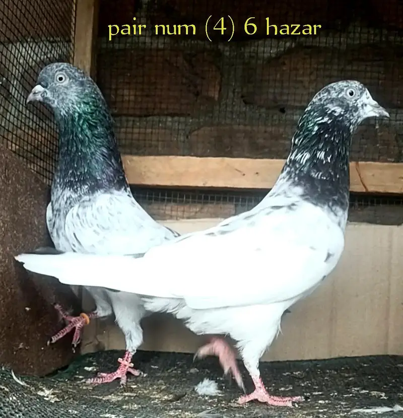 top quality pair healthy and active — photo 2