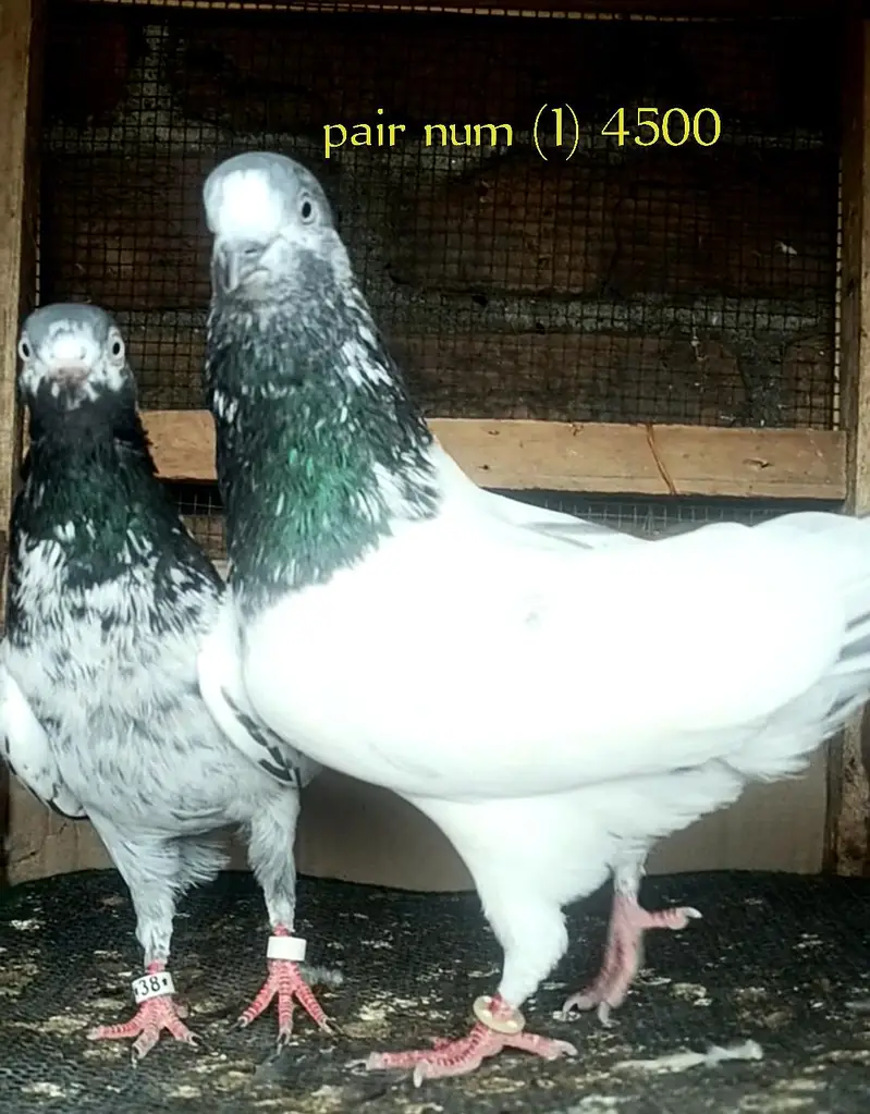 top quality pair healthy and active — photo 3